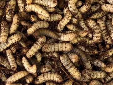 Close-up of many worms or larvae.
