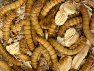Close-up of mealworms among oats.