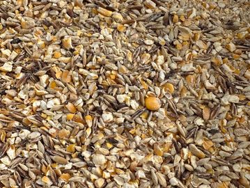 Close-up of mixed grains and seeds including corn and sunflower seeds.