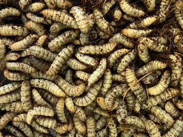 Close-up of many wriggling white grubs.