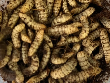 Close-up of many brownish grubs or larvae.