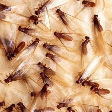 Termite Control, Swarming ants, Termite Program, Termite Treatment, Termites, Termite control, pest