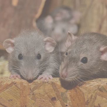 Rodent Control, Mice control, Critter control, noises in my attic. Pest control Rodent removal