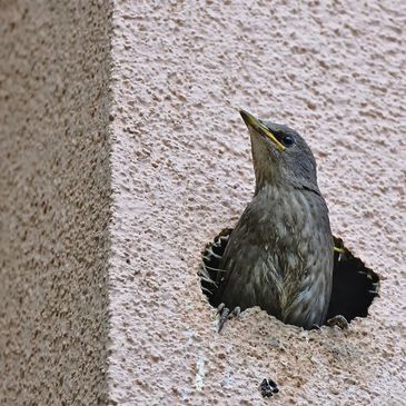 Bird removal, Safe bird removal, Migratory Bird Treaty Act, Bird prevention, Critter Control