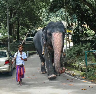 Man walking with an elephant on a road surrounded by greenery.