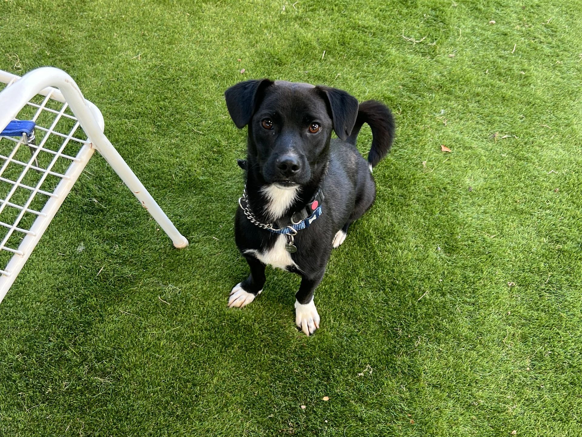 Small black dog named Oscar, looking at the camera