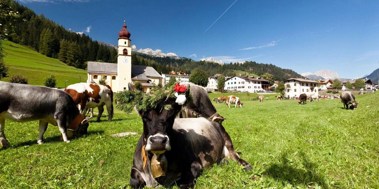 ritrae animali addobbati e pastori tradizionali festeggiando il ritorno delle mandrie in paese