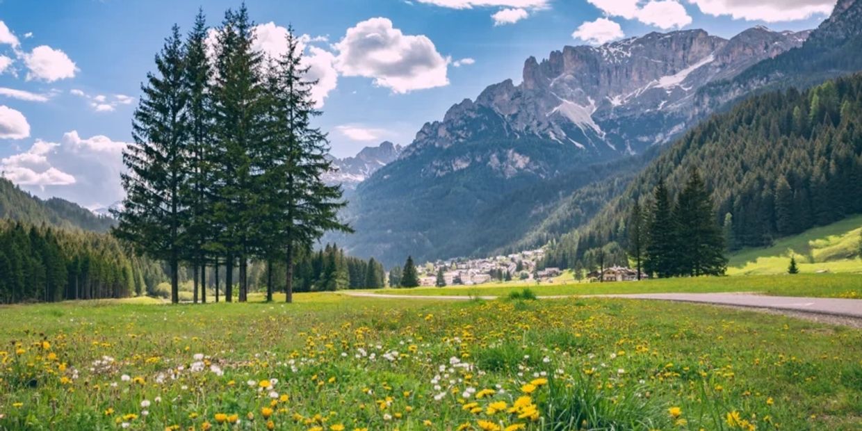  Panorama estivo in Val di Fassa: fiori di montagna, abeti e le maestose Dolomiti sullo sfondo.