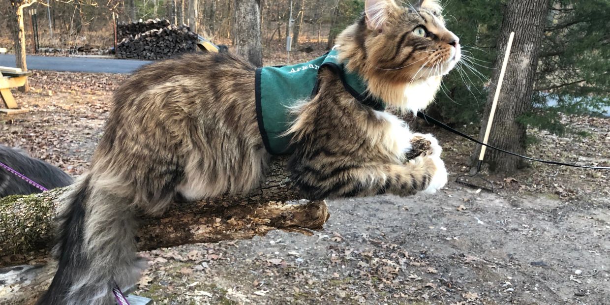 A fluffy tabby cat wearing a green harness outdoors on a log.