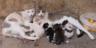 Two mother cats with several nursing kittens on a rough surface.