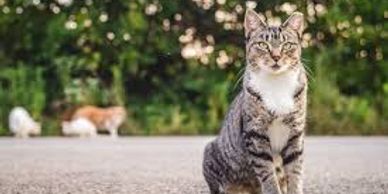 A tabby cat sitting on a paved surface with two cats blurred in the background.