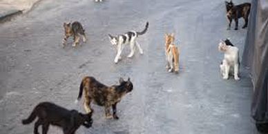 A group of cats gathered on a street.