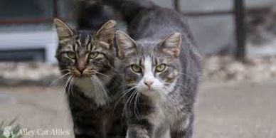 Two tabby cats walking closely together outdoors.