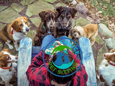 dog training