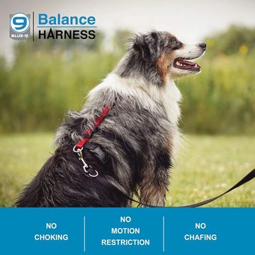 dog harness