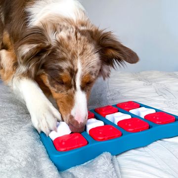 canine enrichment