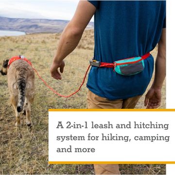 dog walking gear