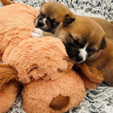 Snuggle Puppy