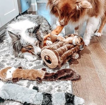 canine enrichment