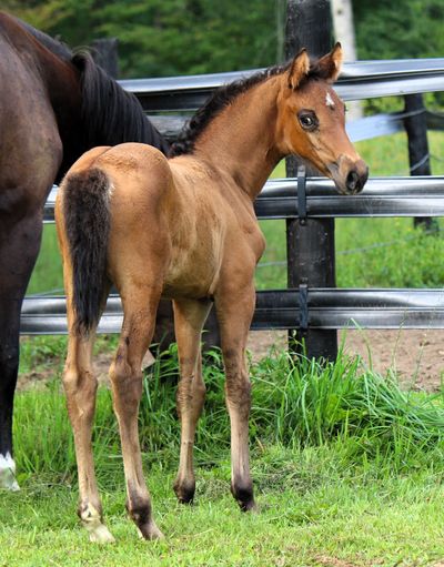A young foal standing in a grassy area.