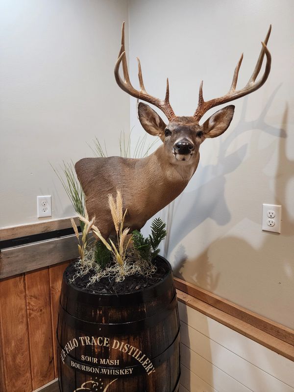 Deer head mount on a whiskey barrel with decorative plants.