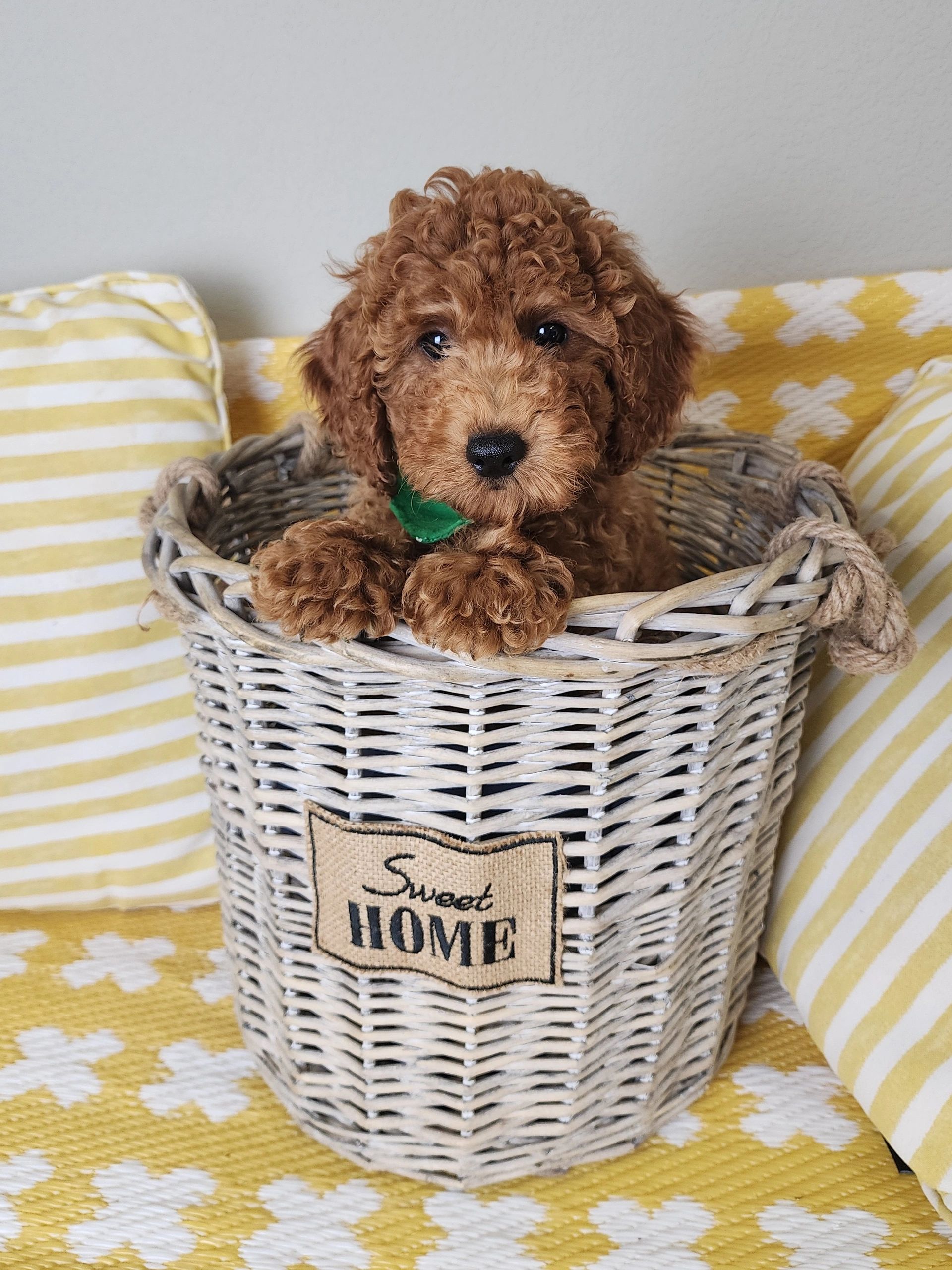 Mini Goldendoodle 
Puppies for sale in Oklahoma, Texas, Missouri, Kansas, and Arkansas