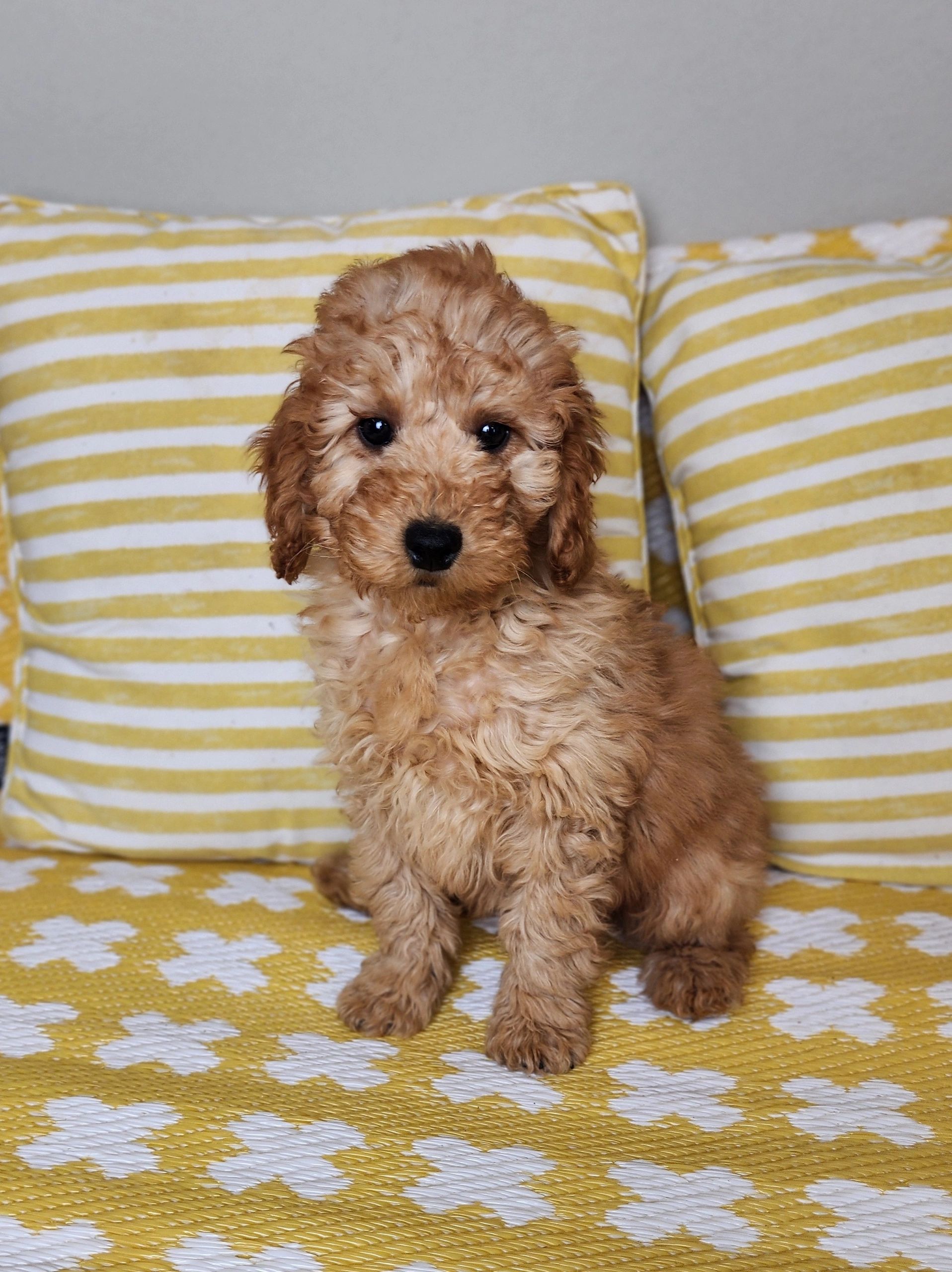 Available Mini Goldendooodles in Oklahoma