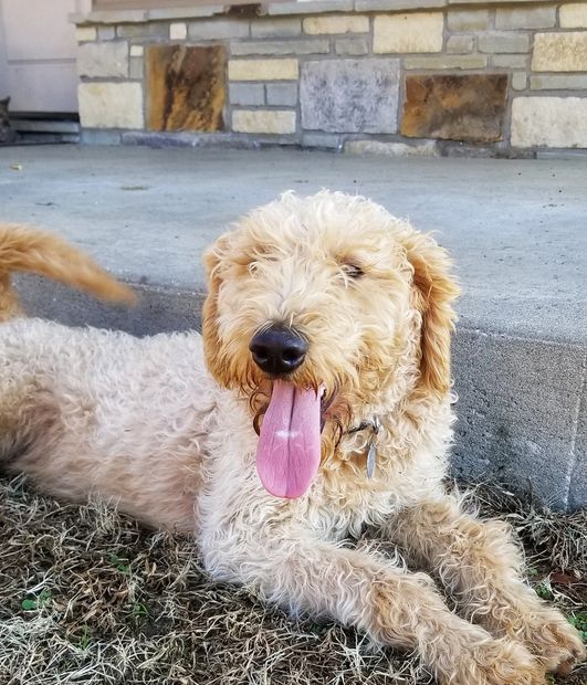 Providence Kennels Labradoodle Puppies Providence Kennels