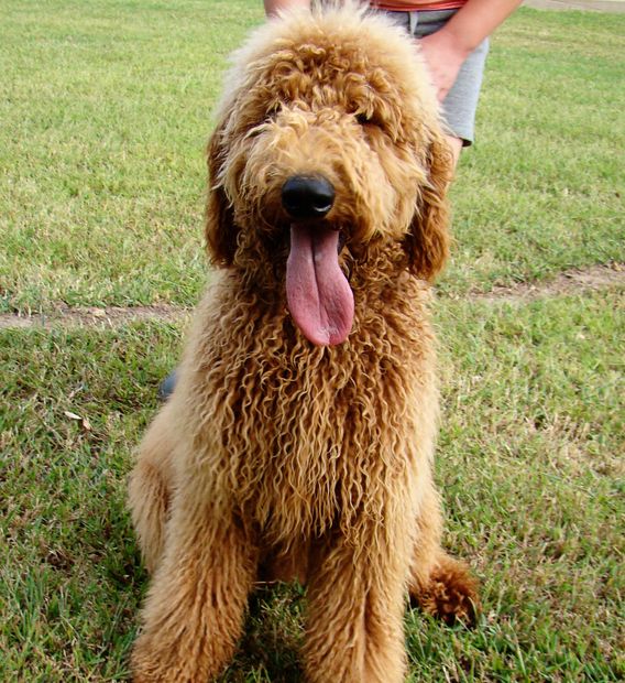 Providence Kennels Labradoodle Puppies Providence Kennels