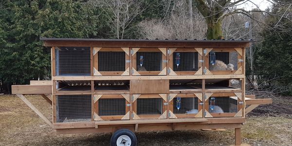 Rabbit breeding hutches best sale