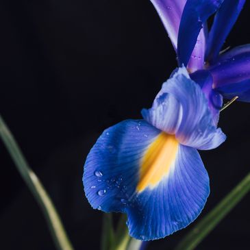 Close-up of a blue iris flower with water droplets against a dark background.