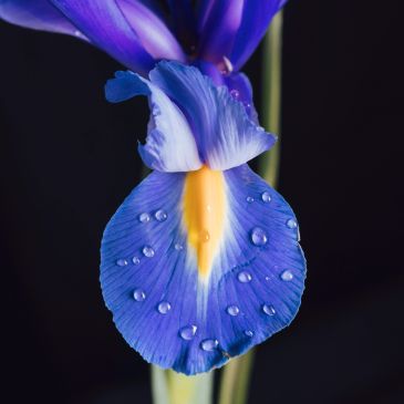 Close-up of a blue iris petal with water droplets against a dark background.