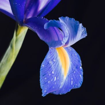 Close-up of a blue iris flower petal with water droplets against a dark background.