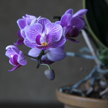 Image by freepik