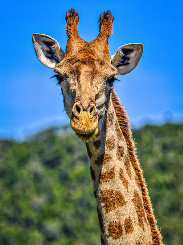 A Giraffe Head Looking at the Camera