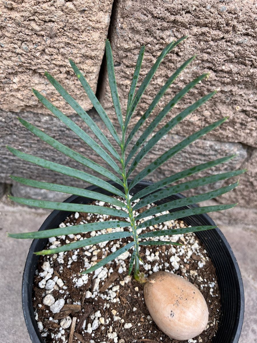 Macrozamia Macdonellii AUSTRALIAN BLUE CYCAD High Heat and Cold