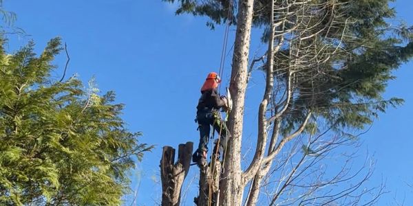 Jordan from Able Tree Services felling a tree in Northumberland