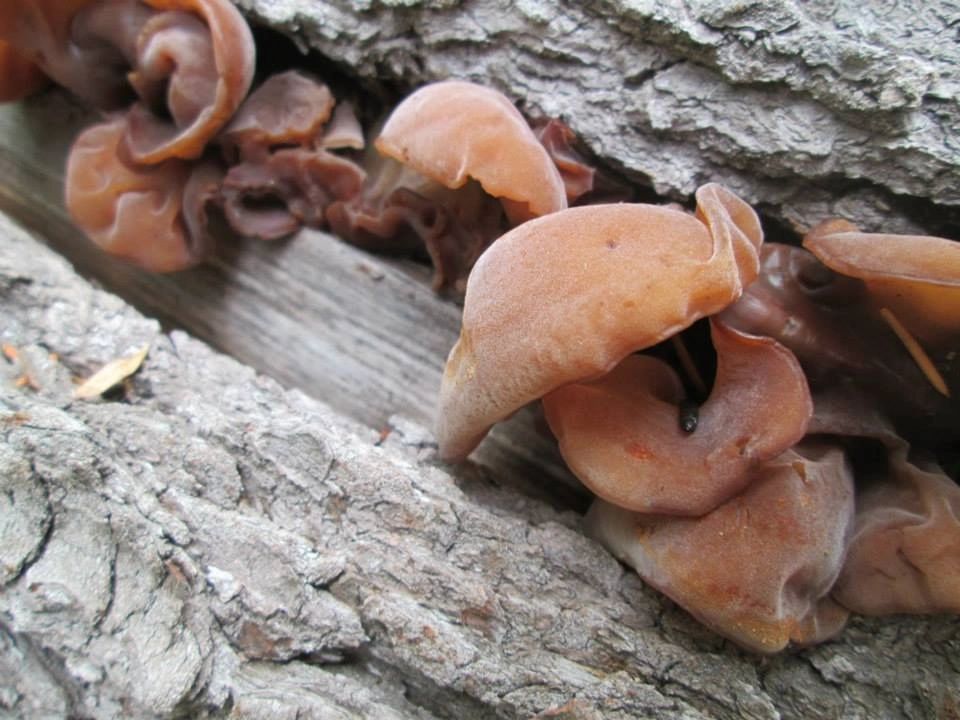 Wood Ear (Auricularia auricula) Monograph