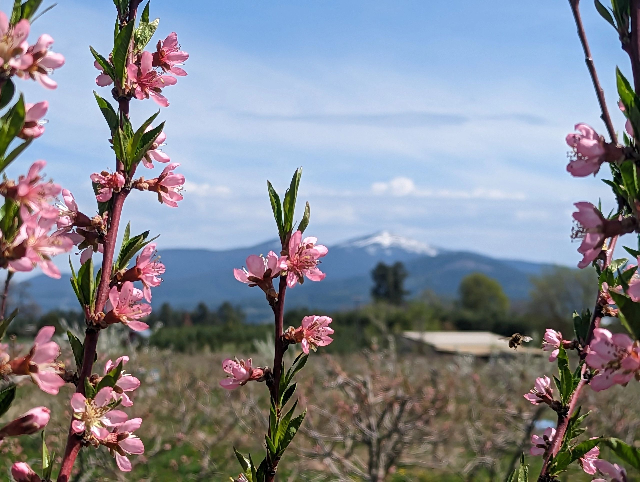 Peach blossoms in early spring.