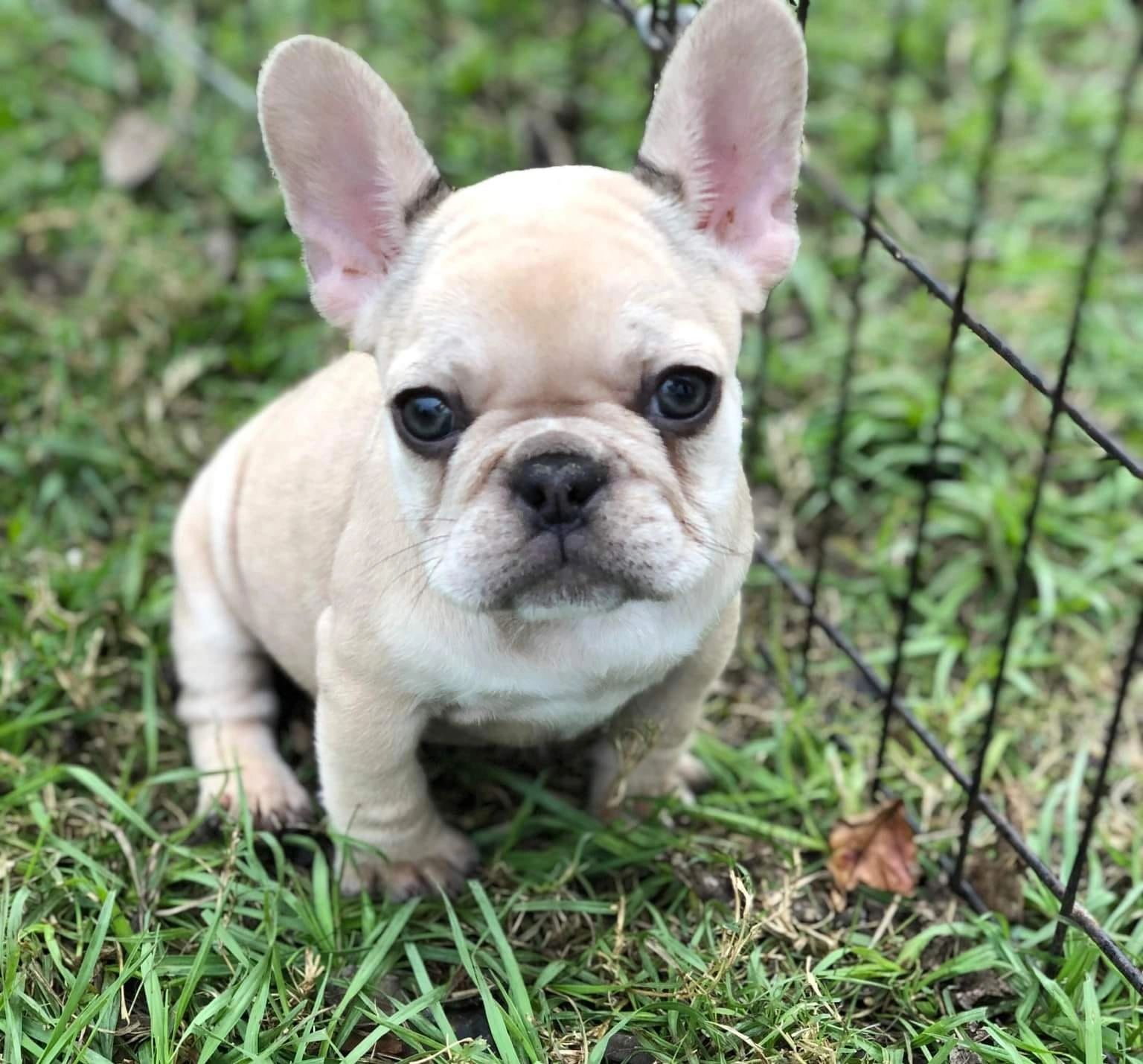 Micro French Bulldog | Mini French Bulldog| Texas