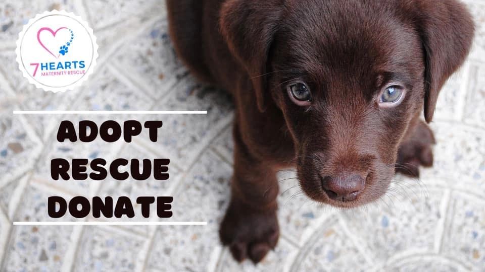 Adopt, rescue, donate