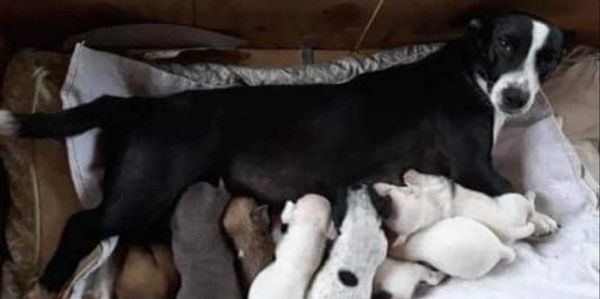 Maternity foster dogs and her puppies