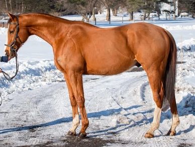 A chestnut horse with white markings stands on a snowy path.