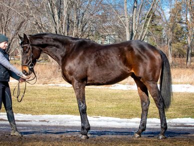 A shiny brown horse stands on a path held by a person.