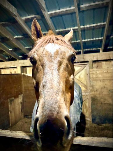 Close-up of a horse peering over a wooden fence inside a stable.