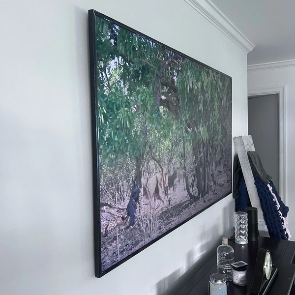 A wall-mounted TV displaying a nature scene with lions in a forest.
