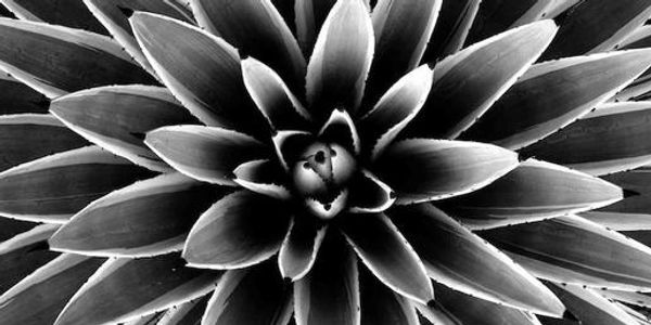 Close-up, black and white photograph of a succulent plant from above.


