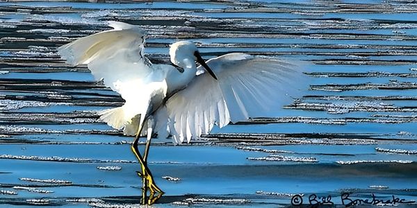 Snowy egret landing on shallow water with wings spread.
