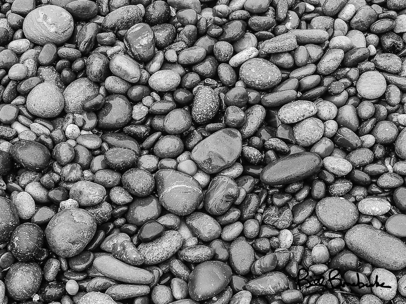 Black and white close-up of smooth, wet, rounded beach pebbles and a single pinecone.







