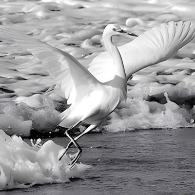 Black and white photograph of a white egret landing on a shoreline amidst seafoam